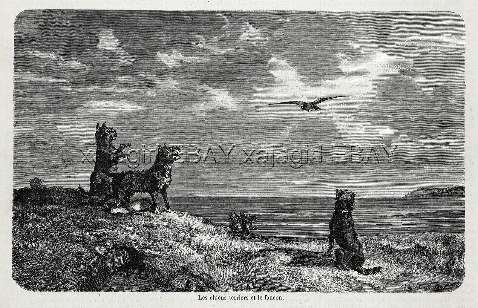 Dog Border Terrier Vs. Falcon Hawk, 1860s Engraving Antique Print & Article